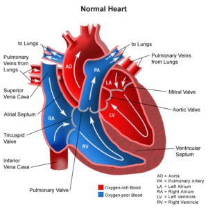 Diagram of a heart