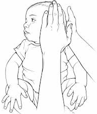 Someone holding a baby’s left shoulder down and gently turning their head as far as you can to the right