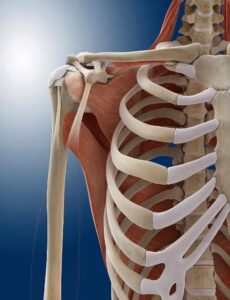An anatomical illustration showing human ribcage and shoulder muscles against a blue background.